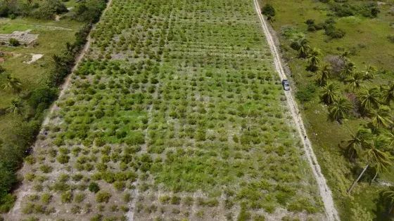 Granja com 12 hectares em punau - Foto 5
