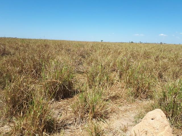 Fazenda de 220 alqueire em Novo Mundo -MT - Foto 12