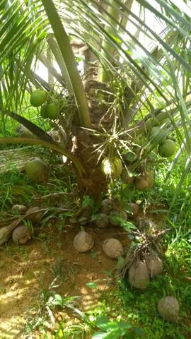 Venda de mudas de cocô