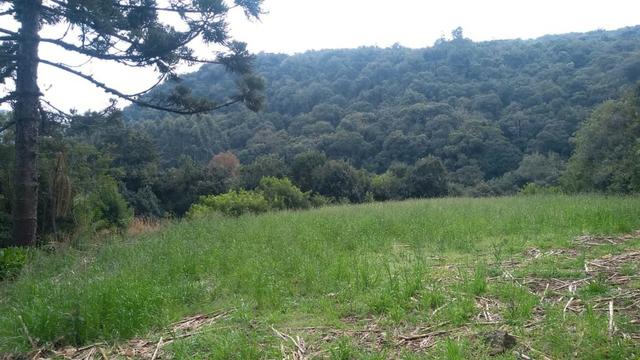 Sítio em Nova Petrópolis com 20,5 hectares - Foto 3