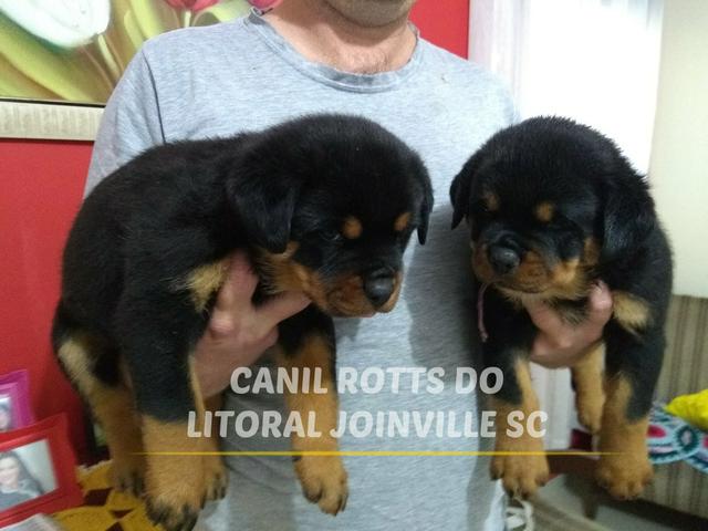 Netos do alemão campeão karlo vom bruchgraben - Foto 2