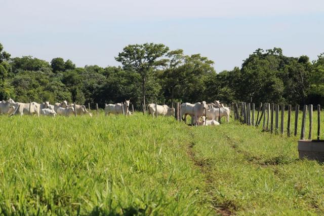 Chácara na região de Santo Antônio de Cuiabá com 32 HA Uma propriedade dos sonhos a 25 - Foto 3