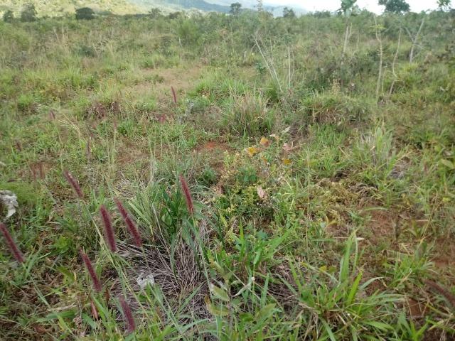 Fazenda no Mato Grosso em Rosário Oeste com 784 Hectares - Foto 14