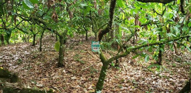 Fazenda de 290 Hectares com toda infraestrutura, rica em água mineral.+ Jazia de Mármore - Foto 17