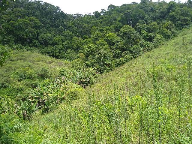 Sítio Viana meia legue 5 alqueires - Foto 5