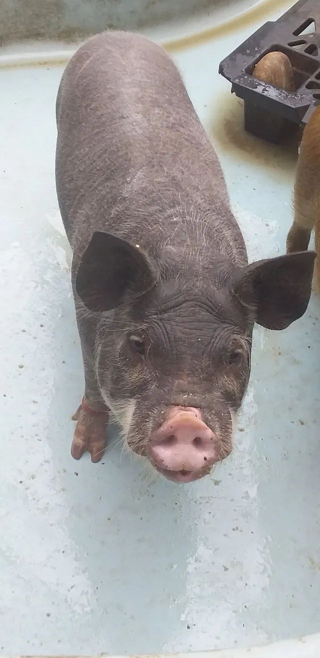 Mini Porco 