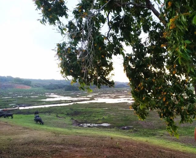 Fazenda 316ha = R$500.000 - Foto 5
