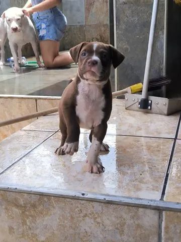 Cachorro Pitbull - Grande Belo Horizonte, Minas Gerais