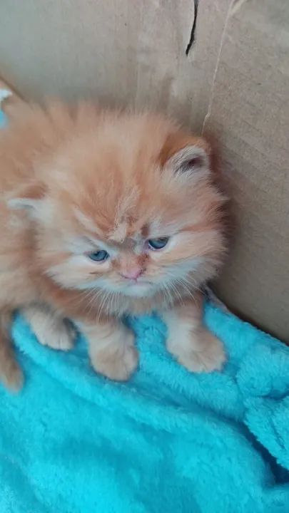 Persas a pronta entrega  - Foto 4