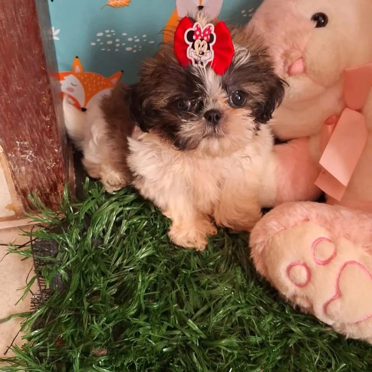 Shitzu (pagamento somente na entrega ) - Foto 4