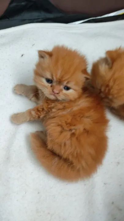 Persas a pronta entrega  - Foto 6