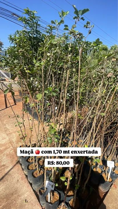 Muda de Maçã Enxertada 