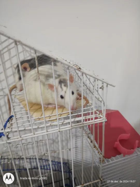 Dois ratos towiter para adoção - Foto 3