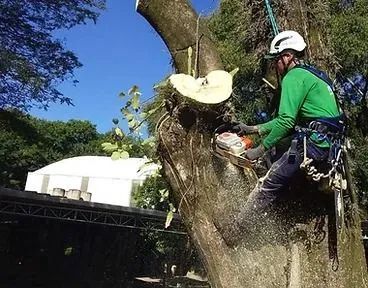 DISK PODA E CORTE DE ÁRVORES - EMPRESA CERTIFICADA, FORTAL SERVIÇOS - Foto 3