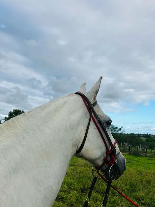 ÉGUA REGISTRADA - Foto 2
