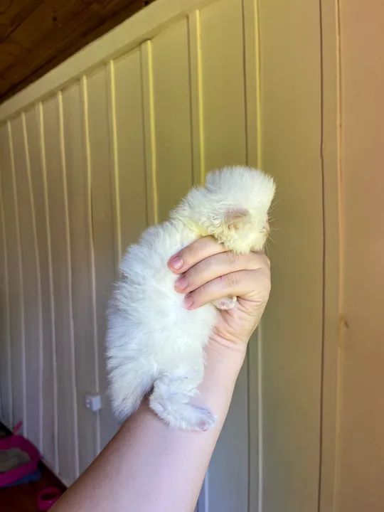 Filhote PERSA branco  - Foto 3