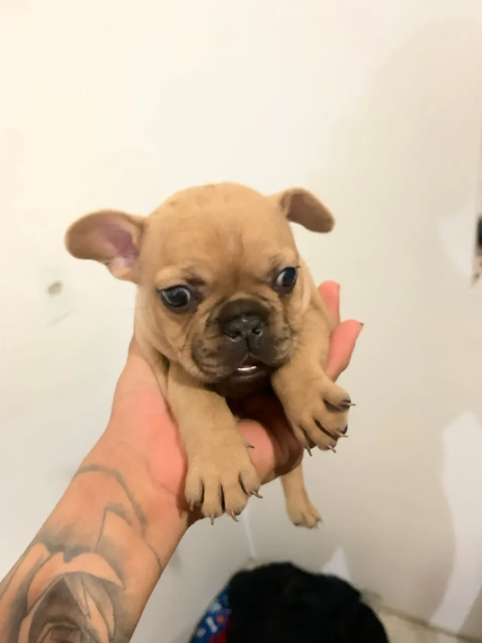 Filhote de Bulldog Francês *24