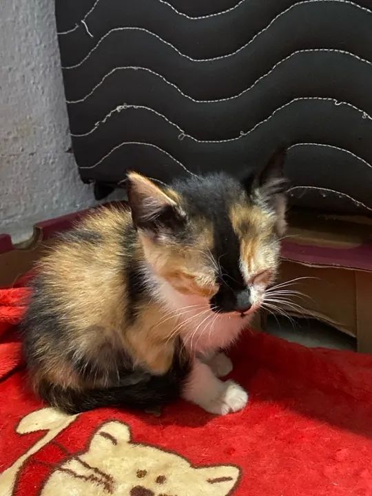 Doação Responsável  - Foto 2