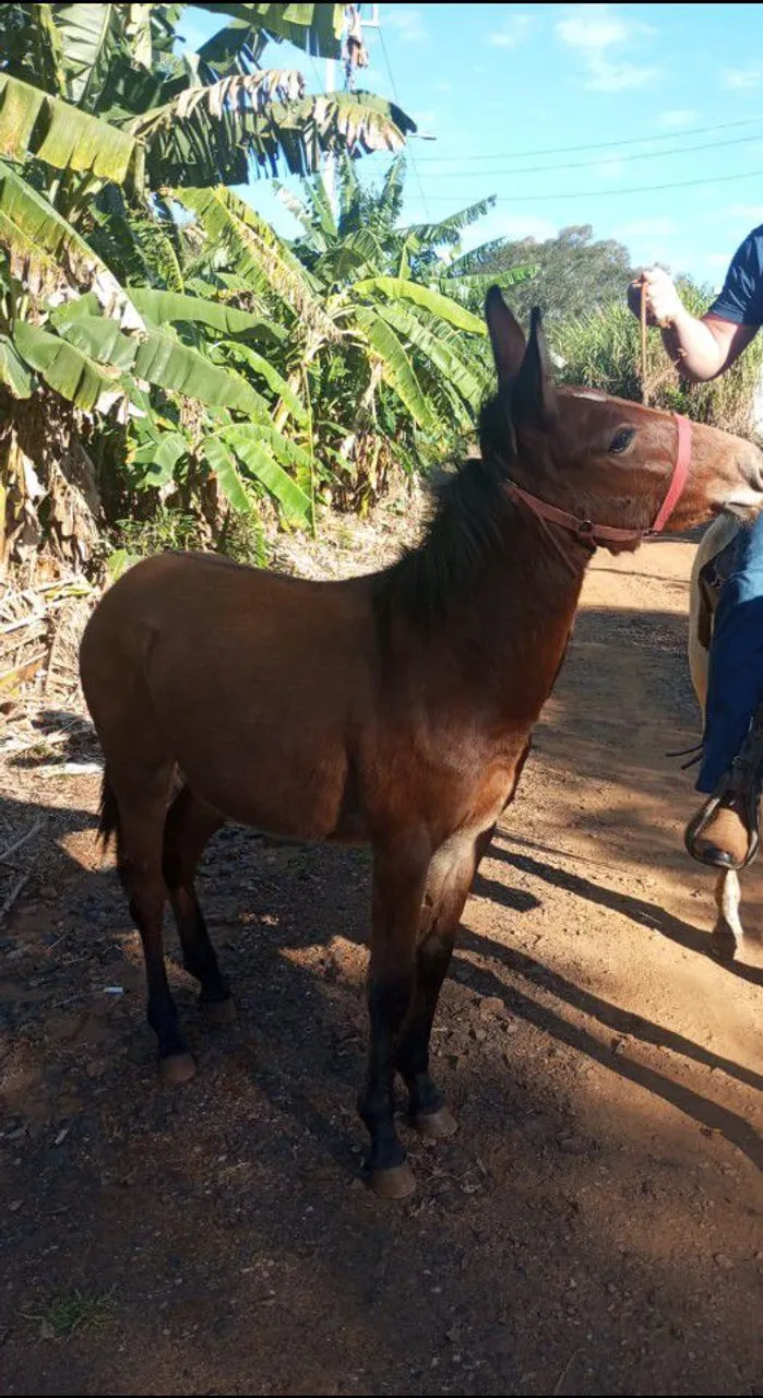 Mula para venda