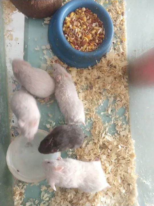 Hamster sirios  - Foto 4