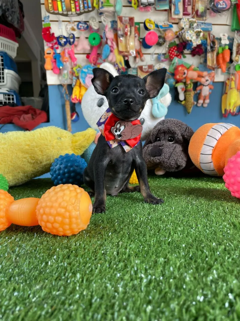 Filhote de Pinscher Miniatura macho 