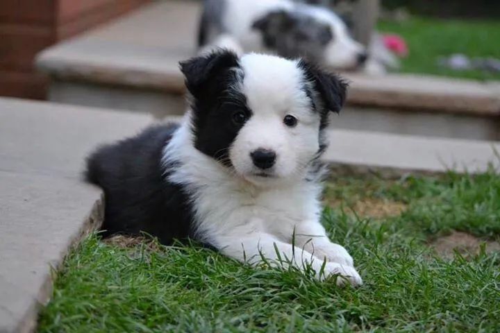 Border collie jatoso 