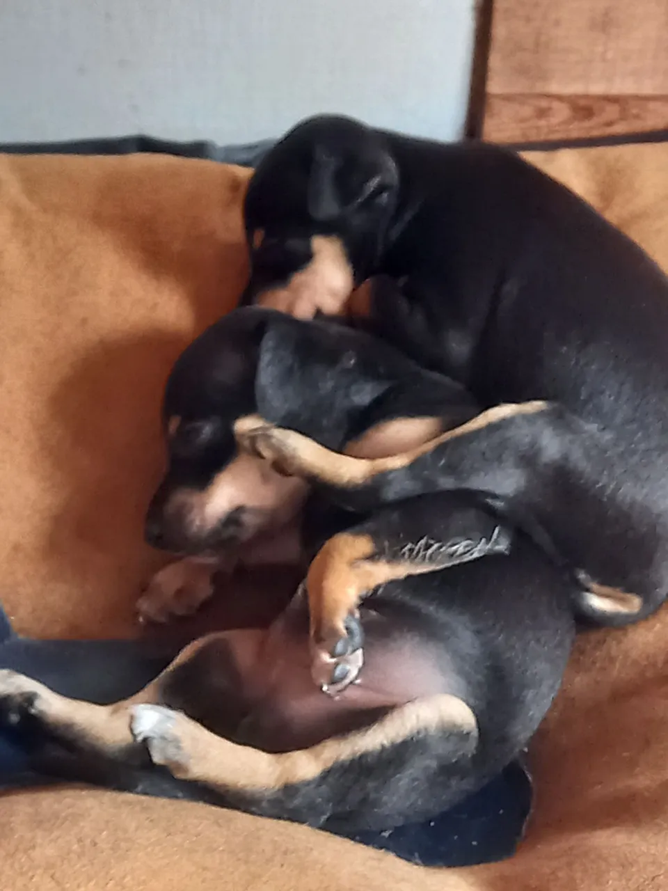Dois filhotes de cachorro