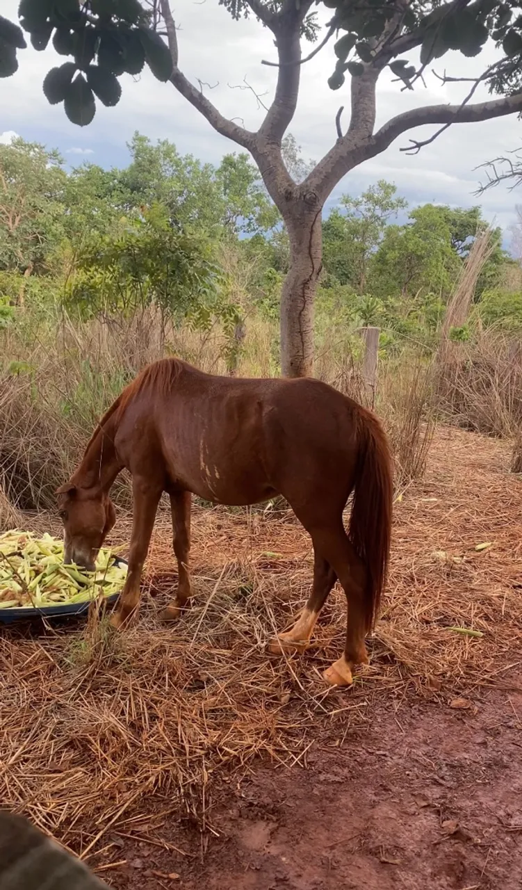 Cavalos para venda