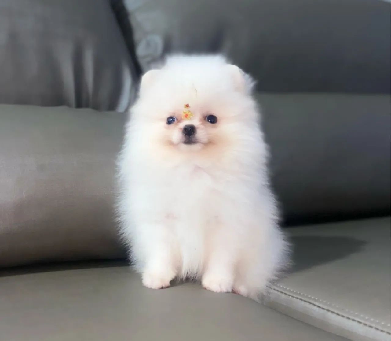 Filhote de Lulu da pomerânia anã LEGÍTIMA  - Foto 5