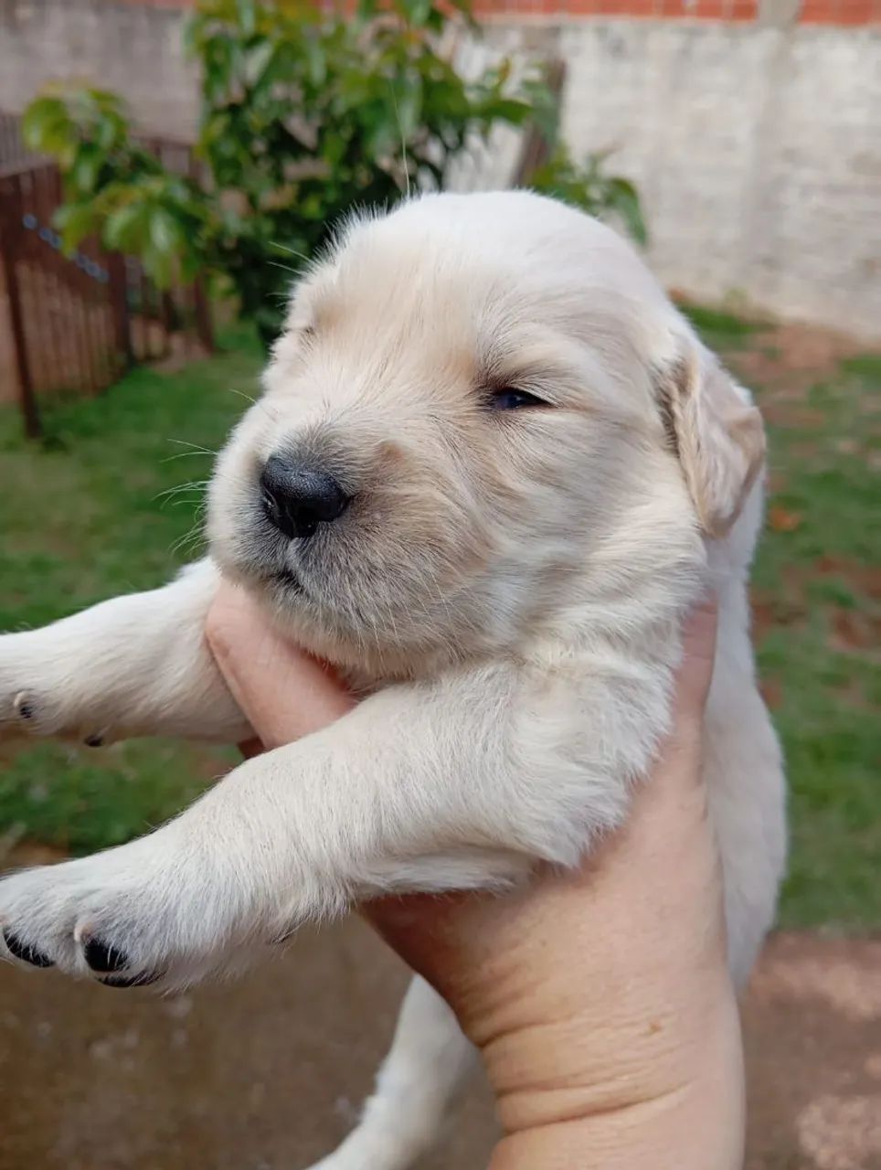 Filhote Golden Retriever
