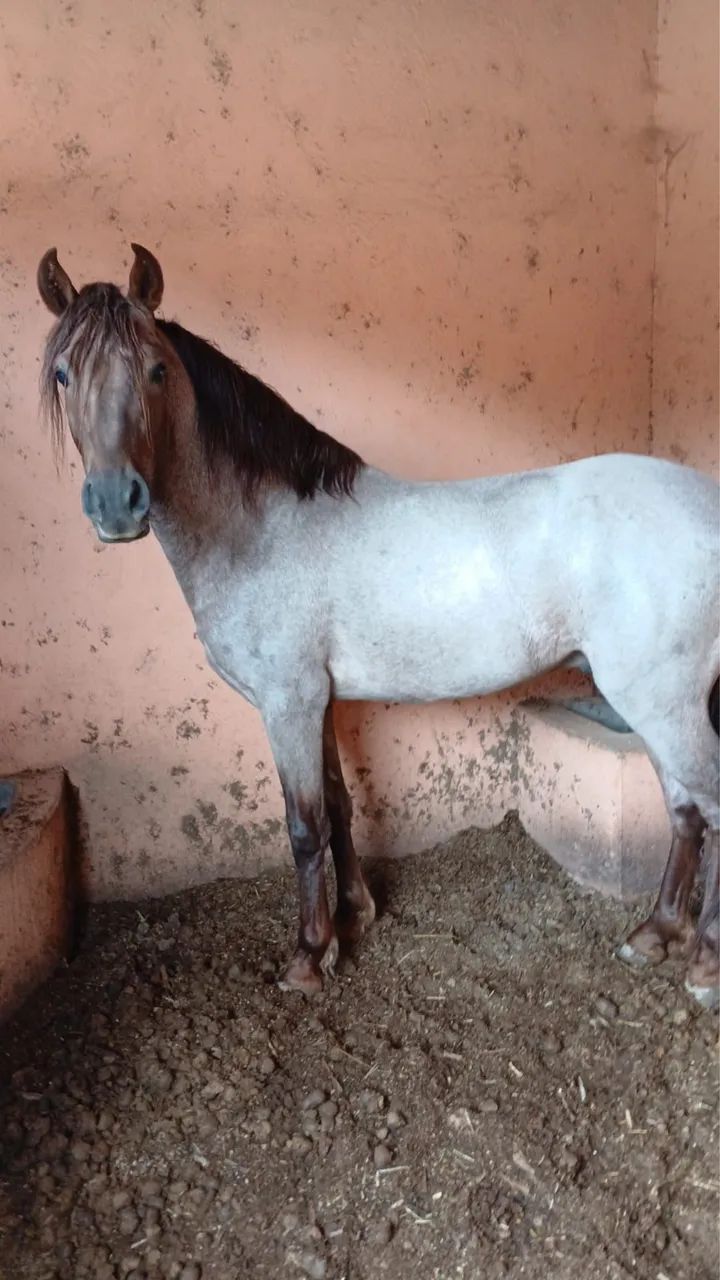 Cavalo rosilho  - Foto 2