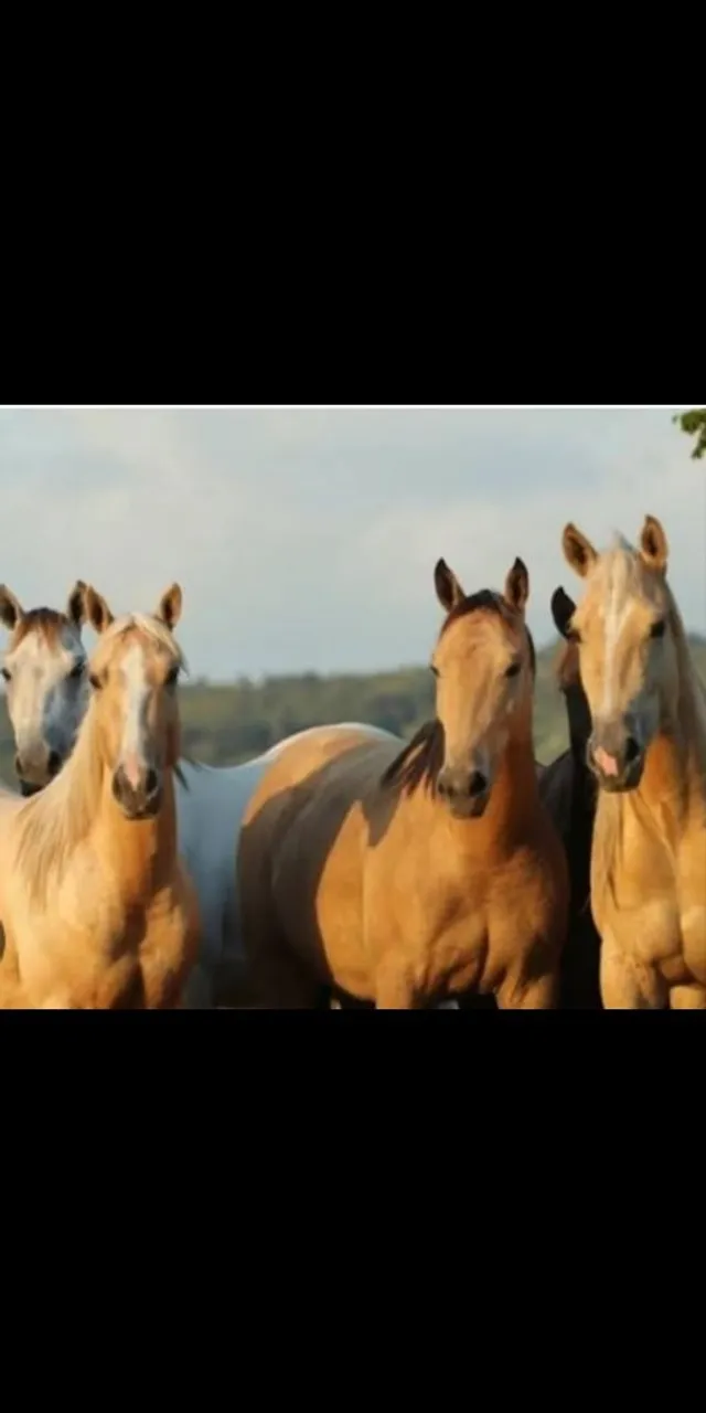 Cavalos