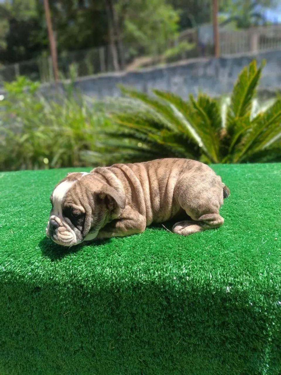 Filhote de Bulldog Ingles - Foto 4