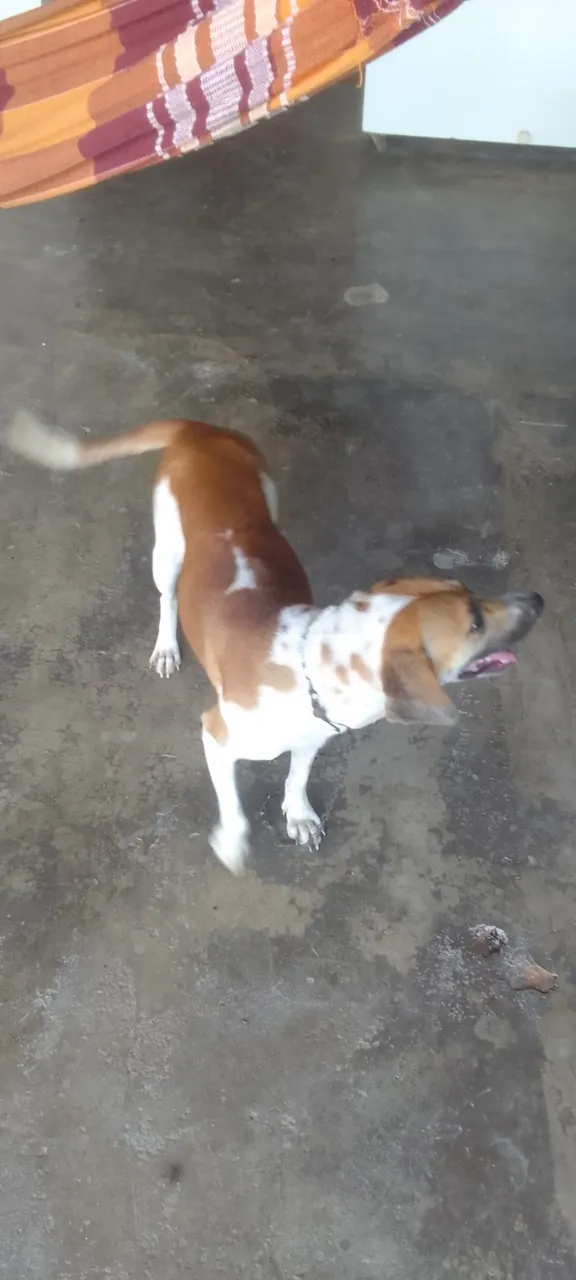 DOAÇÃO DE CACHORRA