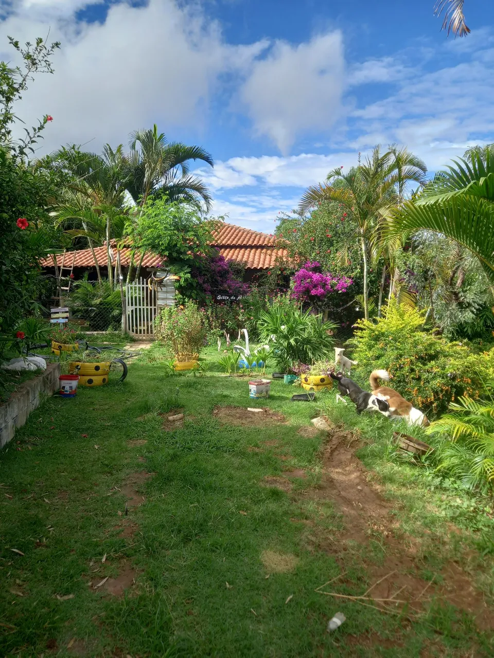 Sitio para alugar 20 km de BH