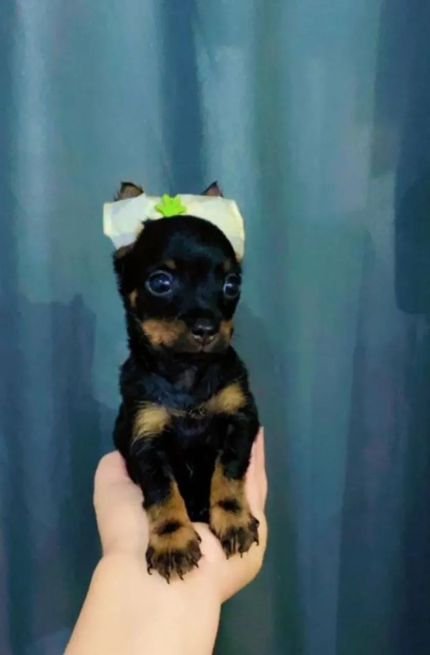 Pinscher com yorkshire pronta a entrega  - Foto 2