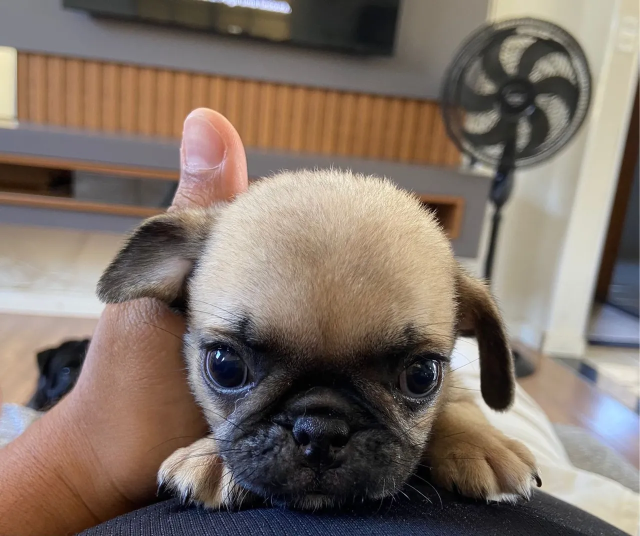 Filhote de Pug disponível para venda