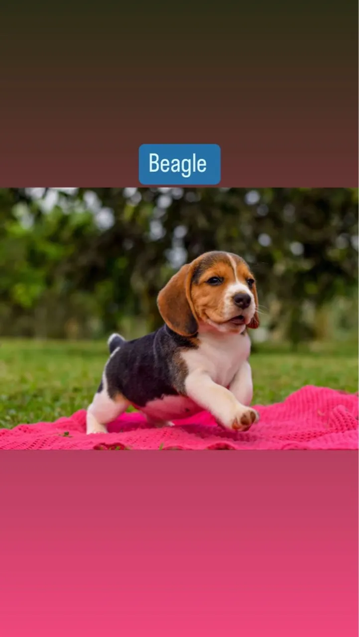 Filhote de Beagles