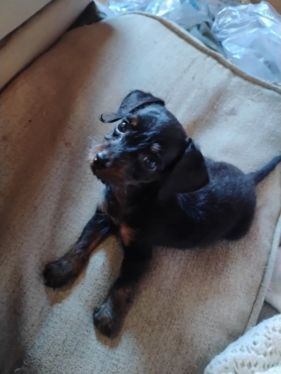 Filhote de pinscher disponível para venda!