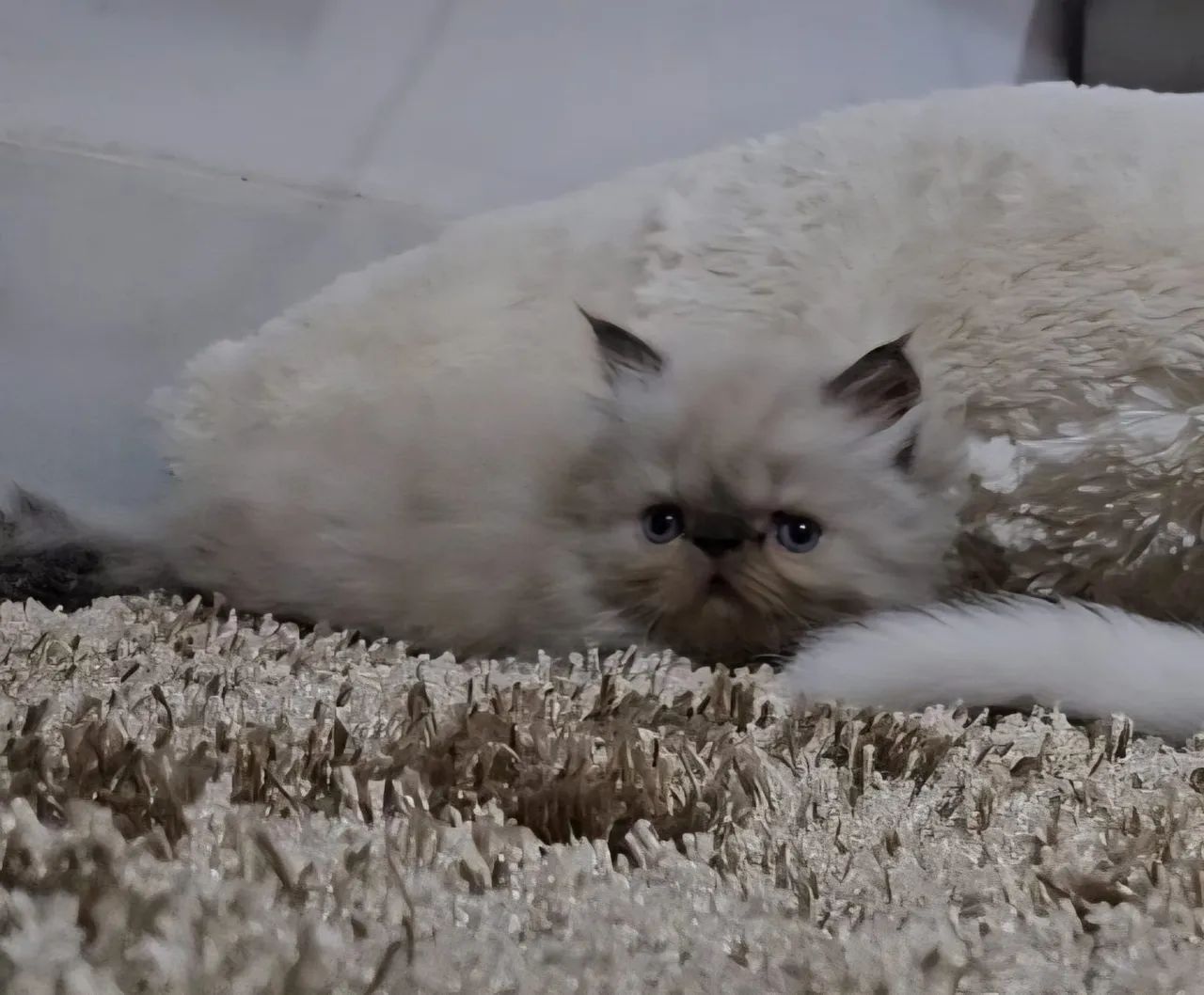 Himalayan Persian Cat64639805580673122