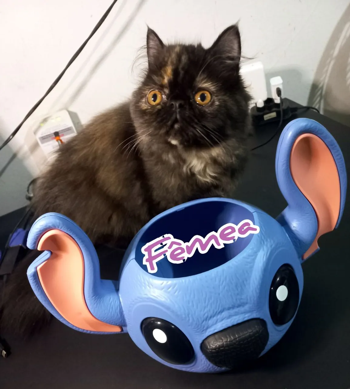 Filhotes Gatos Persas Fêmea