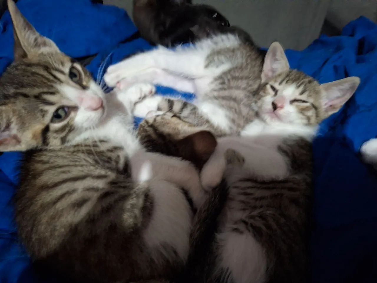 Gatinhosfofinhos para adoção.  Dois macho, duas fêmeas.  - Foto 6