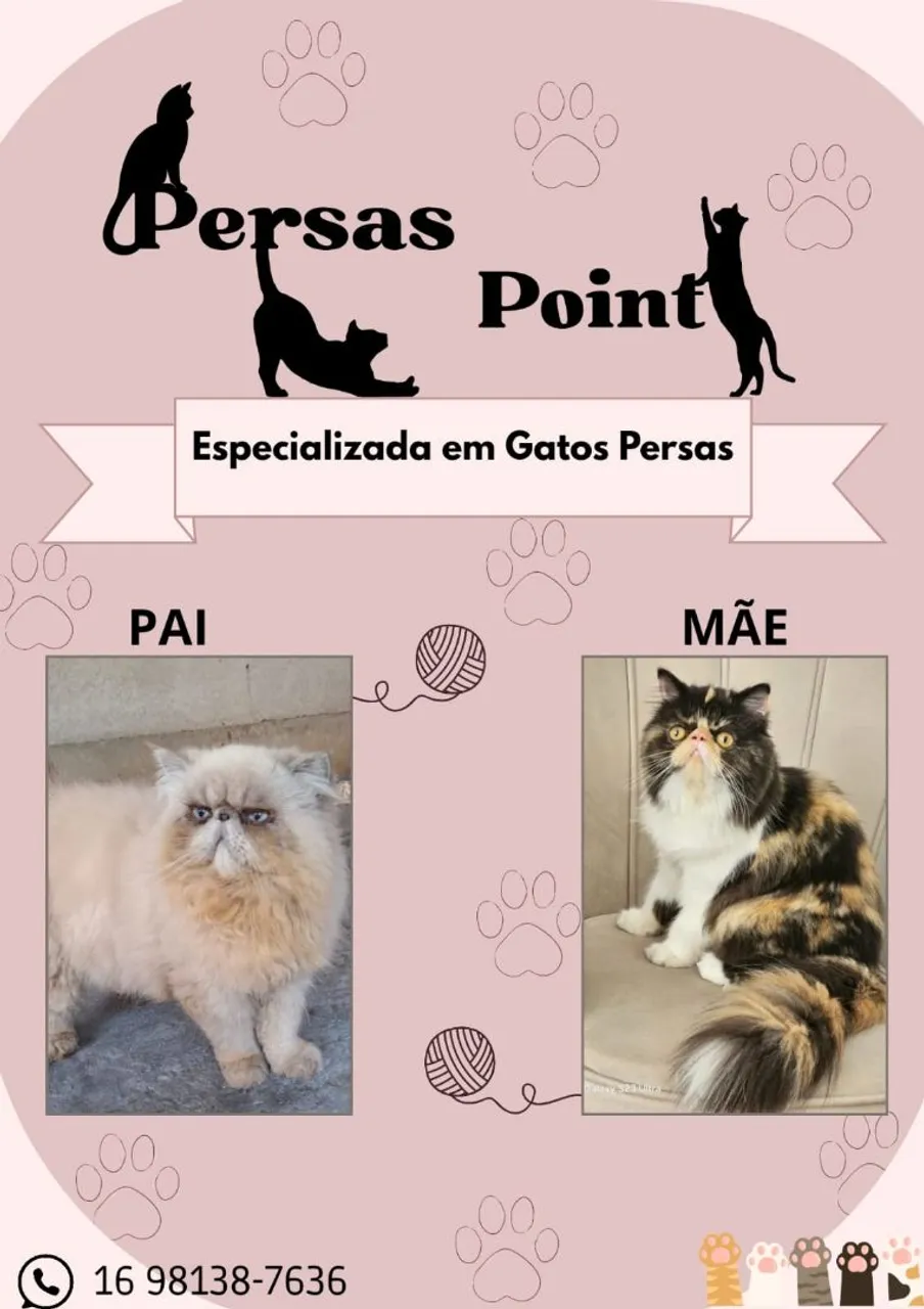 Gatos Persas Point - Pais e Filhotes