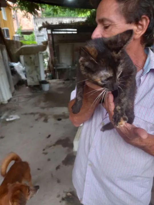 Gato Filhote para adoção  - Foto 2