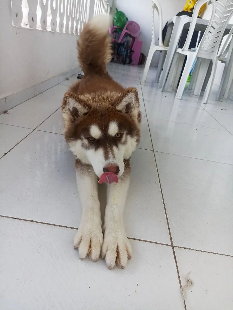 Lindo filhote de Husky Siberiano - Foto 2