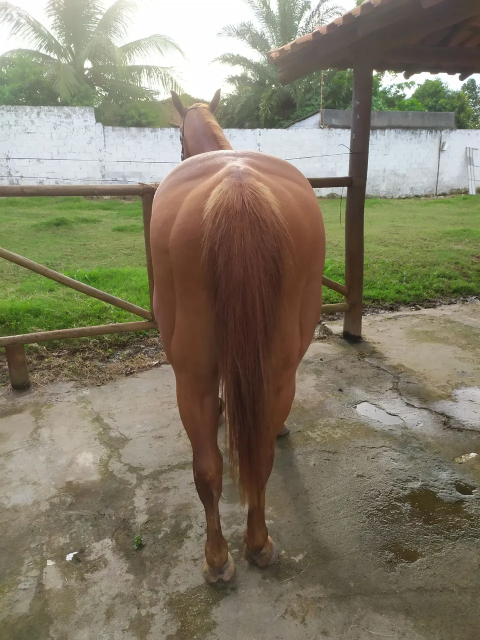 Cavalo de vaquejada correndo de esquerda 