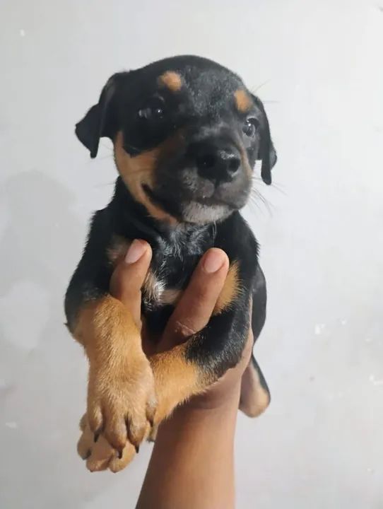 Filhote de cachorro - Lindíssimo - Foto 3