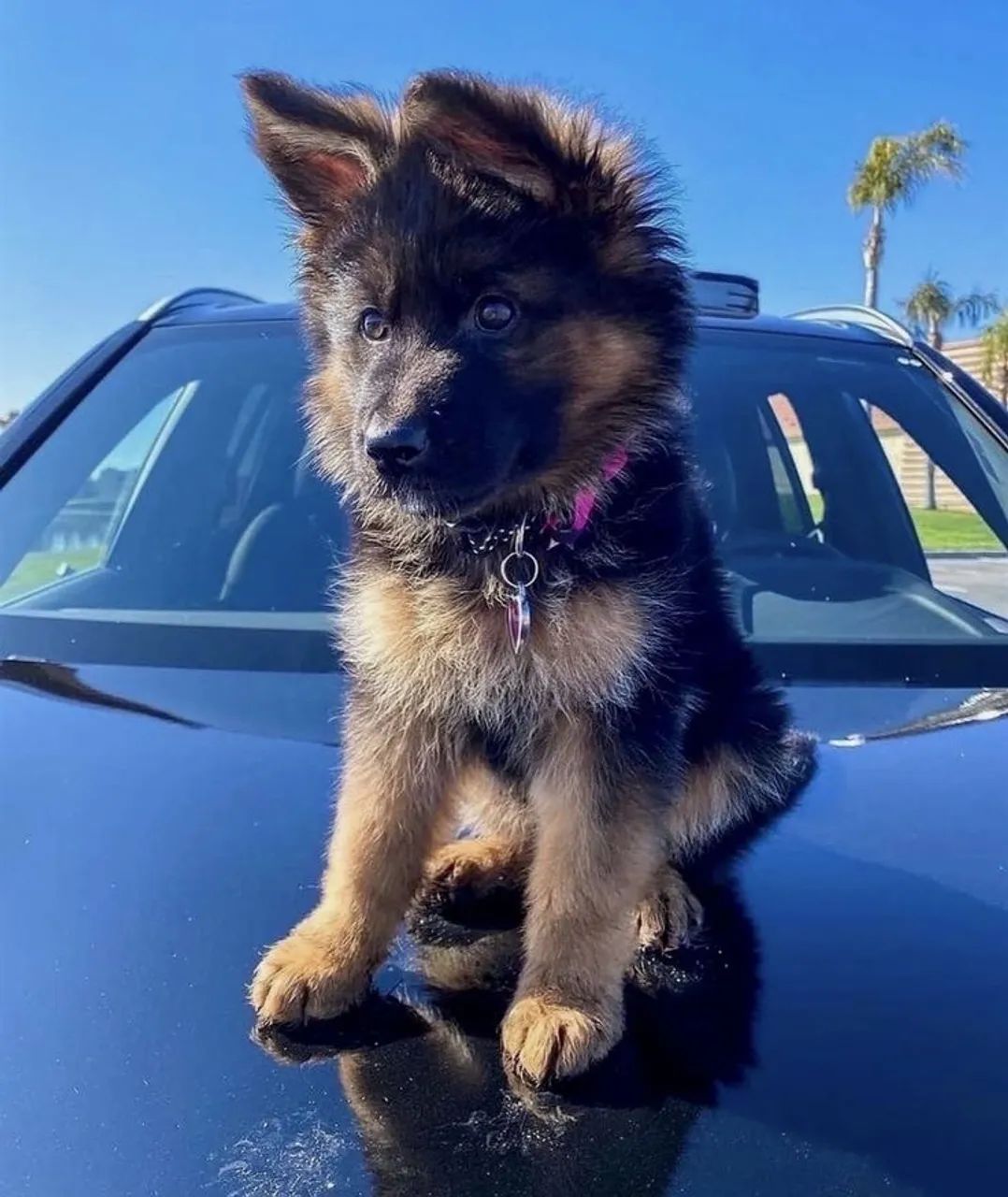 Pastor Alemão - Lindos, Fortes E Bem Cuidados 