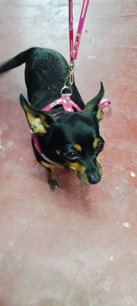 Procuro um namorado para minha Pincher número 0. Posso está levando até a sua casa p.cruza - Foto 3