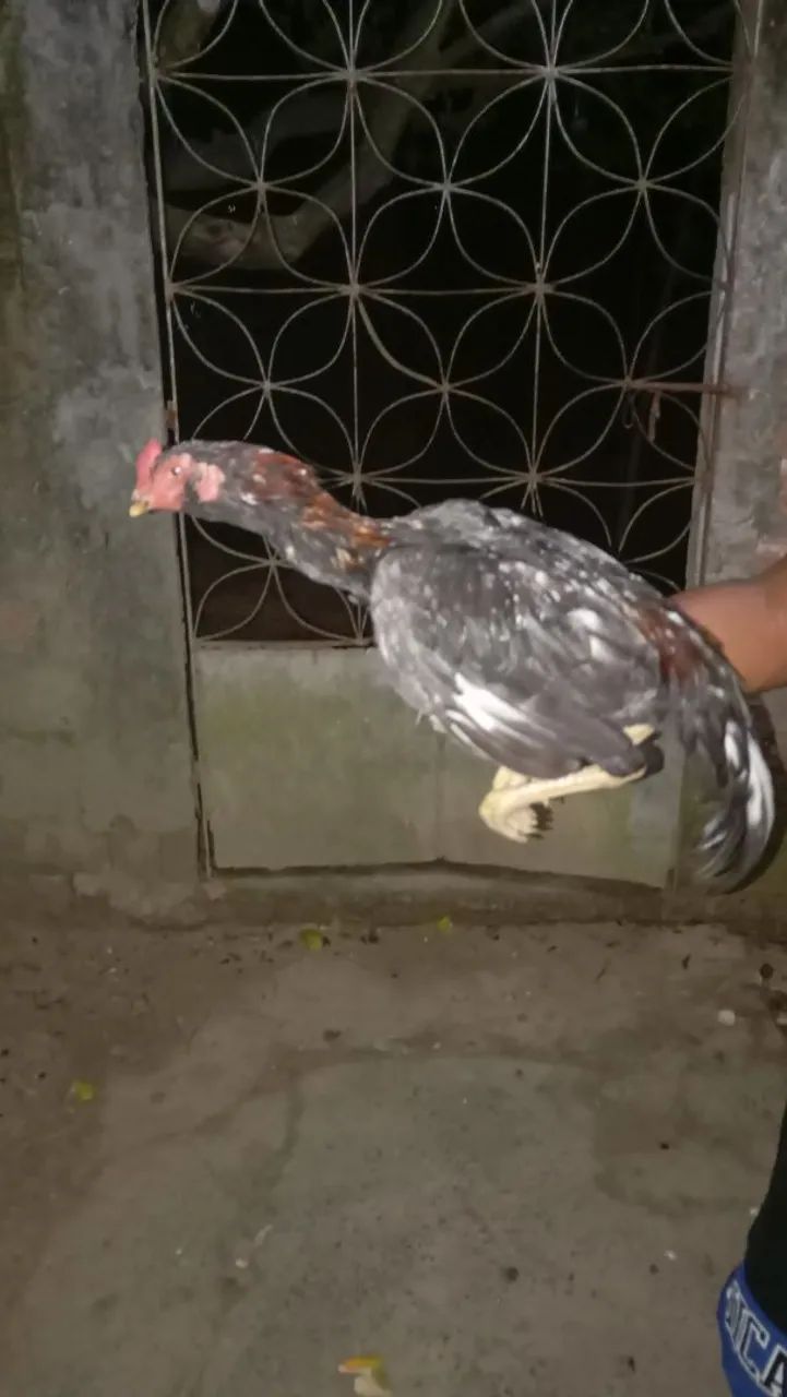 Frango de raça e duas frangas pequena
